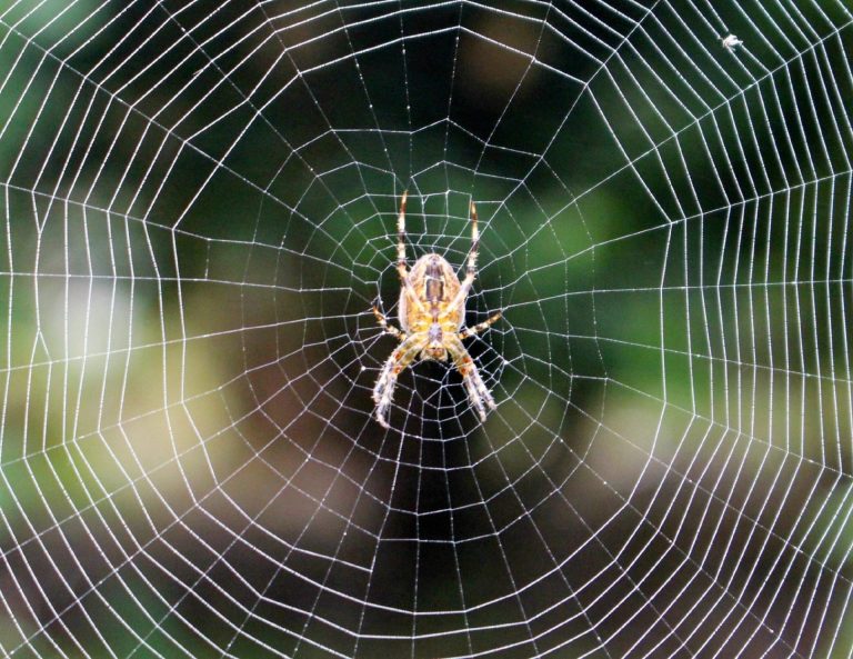 Web Wonders: Discovering the Secrets of Spiders – Kids’ Program by NLDC ...